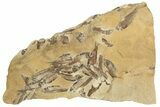Fossil Fish (Gosiutichthys) Mortality Plate - Wyoming #209576-1